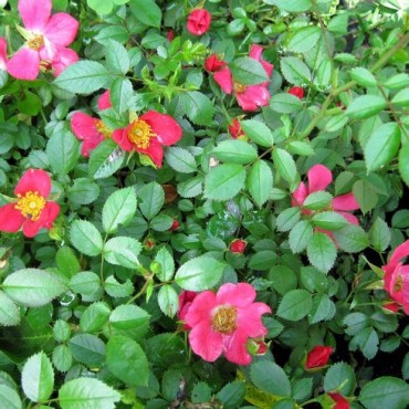 пинк энд елоу - копия